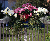Balkonkasten mit Chrysanthemum-Indicum- Hybr. 'White Bouquet', 'Madeleine', Erica