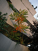 Rhus typhina