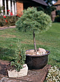 Juniperus Robusta 'Green'