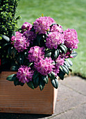 Rhododendron hybr. 'Alfred'