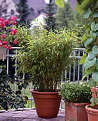 Sinarundinaria murielae (Gartenbambus)