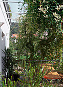 Balkonlaube mit Polygonum aubertii (Knöterich)