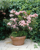 Kalmia latifolia on the balcony