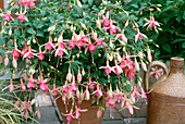 Fuchsia hybrid 'Cascade' (hanging fuchsia), clay pot