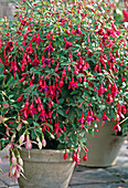 Fuchsia-Hybr. 'General Monk' (rot blau)