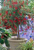 Fuchsia hybrid