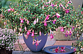 Fuchsia hybrid