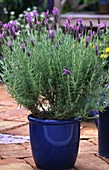 Lavandula Stoecha's lavender in pots