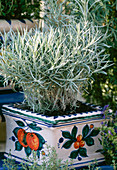 Helichrysum angustifolium