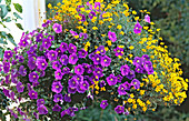 Hanging basket with Petunia 'Surfinia Blue' (new)