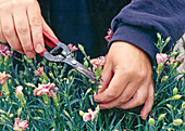 Cut off flowered parts of carnation (single)