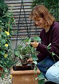 Planting a climbing pyramid