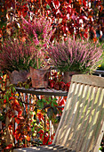 Calluna vulgaris (broom heath), Erica gracilis as a stem