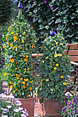 Thunbergia alata