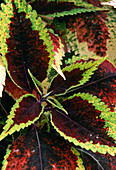 Coleus blumei hybrid 'Colourdance' series