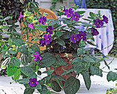 Thunbergia battiscombei