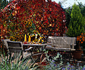 Sitting area on autumn terrace with Partenocissus and Helianthus