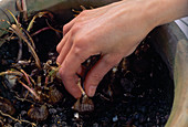 Bulbs in pots in autumn