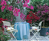 Bougainvillea spectabilis