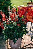 Salvia coccinea 'Lady in Red'