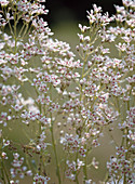 Saxifraga 'Southside Seedling'