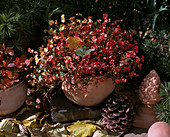 Geranium Dalmaticum (Storchschnabel im Herbstlaub)