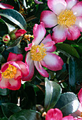 Camellia sasanqua 'Navajo'