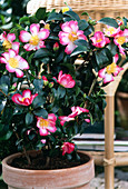Camellia Sasanqua 'Navaja'