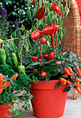 Red painted clay pot with mini pepper