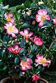 Camellia sasanqua 'Navaja',