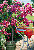 Bougainvillea hybrid