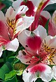 Alstroemeria hybr. 'Jazzie Rose Frost'