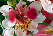 Alstroemeria hybrids