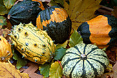 Various ornamental pumpkins and kiwano