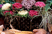 Brassica oleracea (ornamental cabbage), Erica gracilis