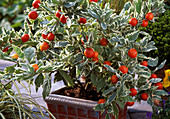Solanum capsicastrum 'Variegata'