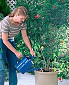 Water potted plants regularly and pervasively
