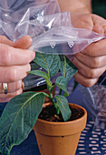 Datura cuttings propagation