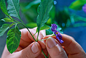 Solanum rantonnetii, Stecklingsvermehrung 3. Step