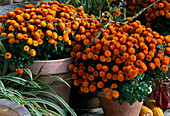 Dendranthema 'Garden Mums', autumn chrysanthemum