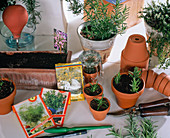 Propagation of cuttings and sowing of herbs