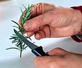 Rosemary cuttings propagation