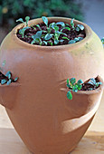 Sowing biennial Myosotis seedlings in pocket amphoras