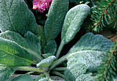 Salvia argentea (Sage)