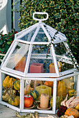 Pumpkins decorated in a mini greenhouse