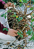 Cut back and repot the fuchsia flower basket in spring