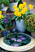 Birdbath with floating violet bush flowers