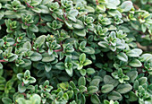 Thymus vulgaris (thyme)