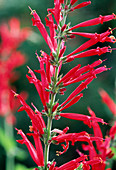 Salvia coccinea