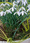 Galanthus nivalis (Snowdrop)